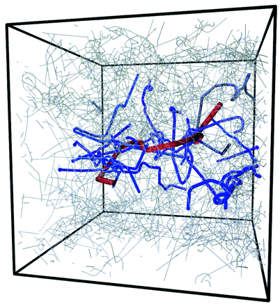 Primitive-path meshwork Science